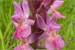 Dactylorhiza incarnata