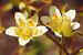 Saxifraga paniculata